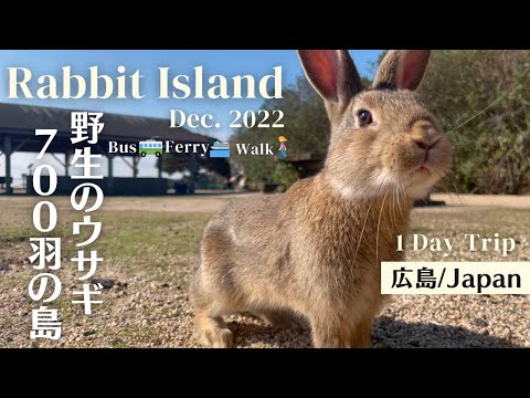 [Rabbit Island, JAPAN] Rabbit paradise🐰 Visiting an island with 700 wild rabbits🐇Okunoshima. 大久野島