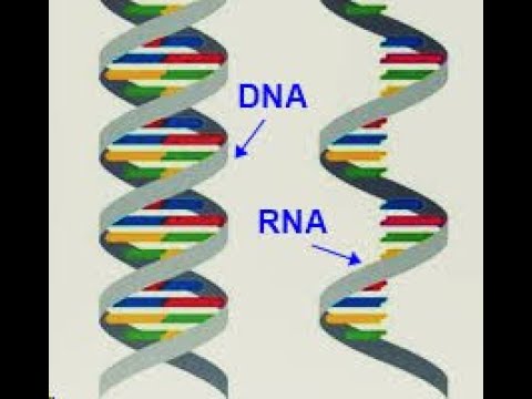 Nükleik Asitler 1 ( DNA- RNA)