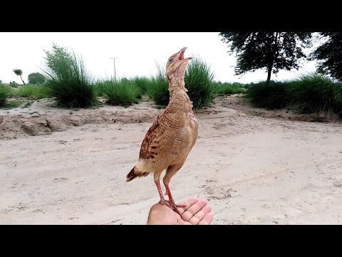 Irani teetar ki awaz | teetar awaz | teetar chicks sound