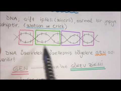 DNA VE GENETİK KOD konu anlatımı