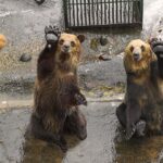 japan's bear park: a unique asmr experience in hokkaido