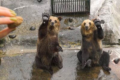 Japan’s Bear Park: A Unique ASMR Experience in Hokkaido