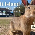 magical rabbit haven: okunoshima island in japan