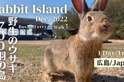 Magical Rabbit Haven: Okunoshima Island in Japan
