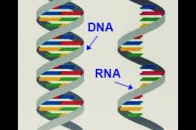 “Nucleic Acids: DNA and RNA”
