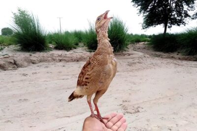 Sound of Iranian francolin | Francolin sound | Francolin chicks sound